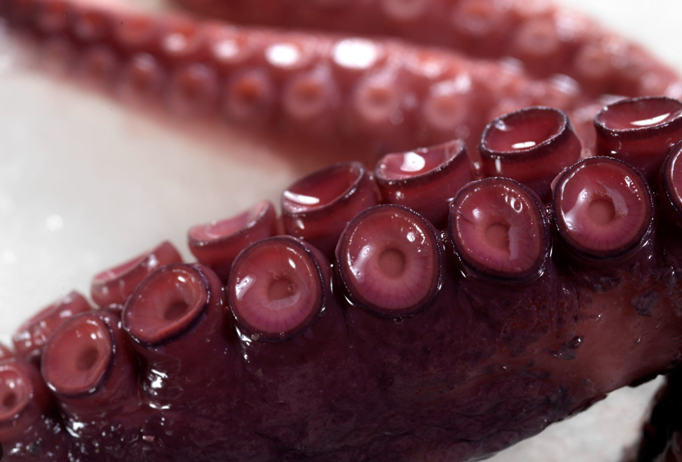 Cooked Octopus in its Own Juices (500g)